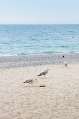 Fototapeta na wymiar Birds albatrosses eat watermelon on the seafront