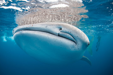Whale Shark Near Surface of Ocean