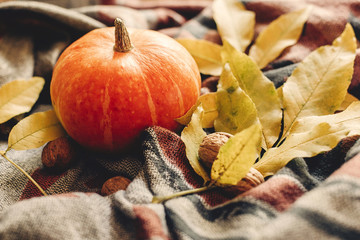 happy halloween or thanksgiving. autumn pumpkin with colorful leaves and walnuts on stylish hipster...