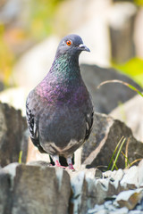 pigeon on stone