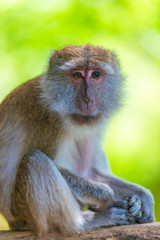 vertical portrait of a monkey on a wooden fence in Asia