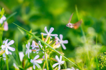 Hummingbird Hawk Moth