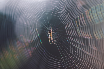 Spider in a sparkling web