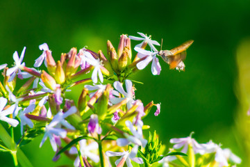 Hummingbird Hawk Moth