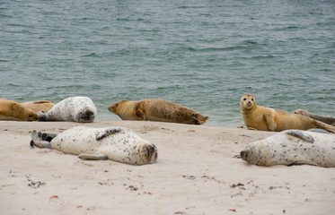 Seehunde (Phoca vitulina vitulina) liegen auf Sandstrand, Kolonie, Helgoland, Insel "D&uuml;ne", Nordsee, Schleswig-Holstein, Deutschland, Europa 
