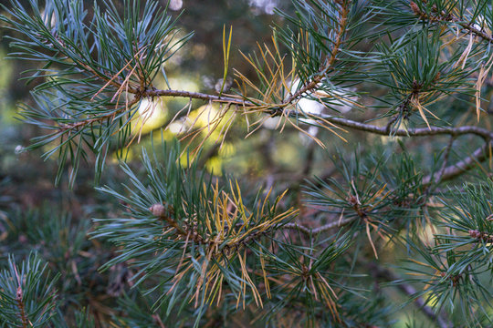 pine tree needles close up macro view in autumn fall season