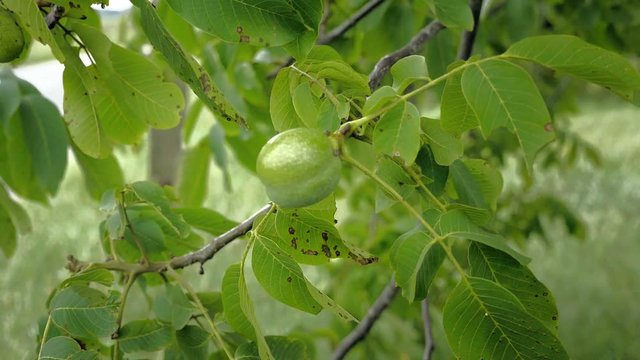 Walnuts on tree before harvest. Uncooked green nuts and leaves on branch floating in wind. Autumn rural rustic background with vegetable. Agriculture maize farming.