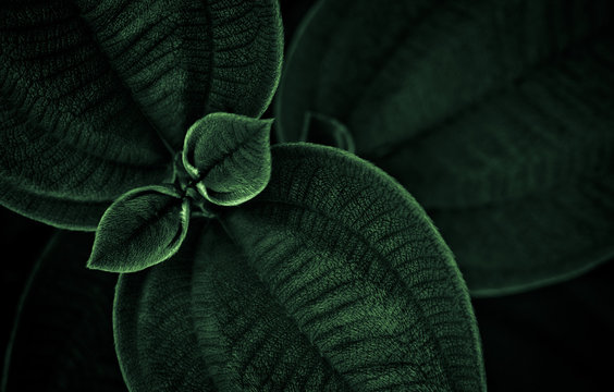 leaves