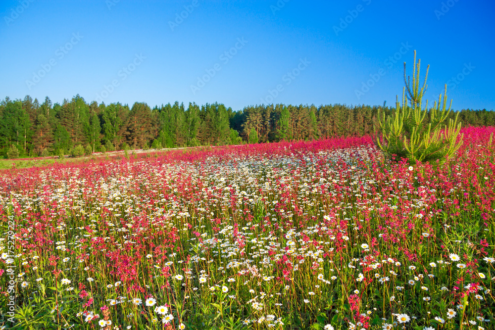 Poster spring landscape with flowers on a meadow