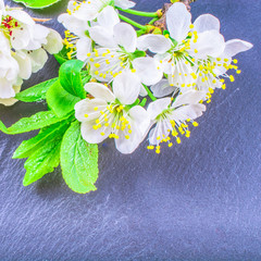 close-up of Cherry Blossom or Sakura on stone background with copy space. macro spring and summer border template floral. mockup greeting and holiday card.