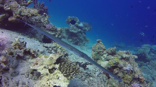 Underwater Bluespotted Cornetfish. Picture of underwater cornetfish (Fistularia commersonii) in the tropical reef of the Red Sea, Dahab, Egypt.