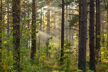 Obraz premium The sun's rays in the forest