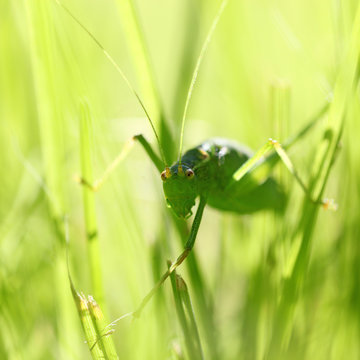 Green grasshopper in the grass, looking at the camera