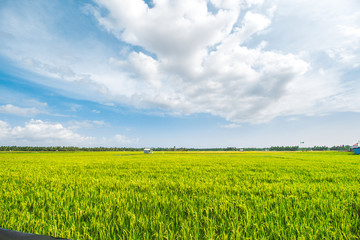 Beautiful Rice Field and Cloudy Blue Sky 