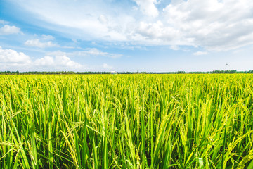 Beautiful Rice Field and Cloudy Blue Sky 