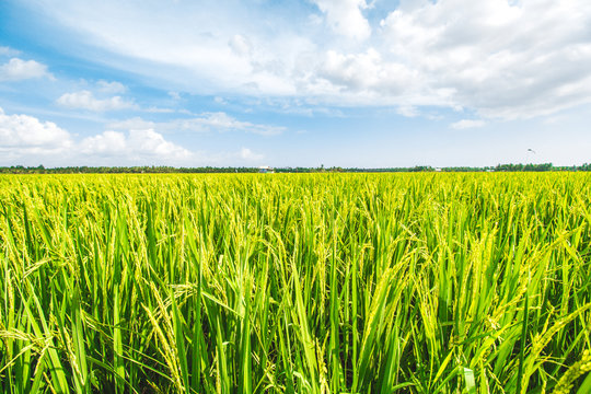Paddy Field Images – Browse 704,535 Stock Photos, Vectors, and Video |  Adobe Stock