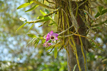 Dendrobium orchid flower growing on the tree