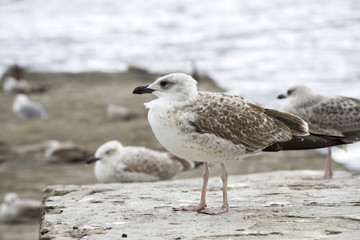 Gulls on the beach.
