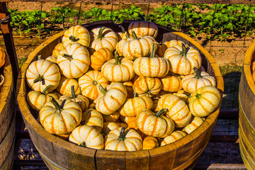 Mini Squash For Halloween