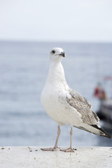 Fototapeta premium Gulls on the beach. 
