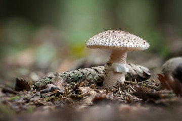 In The Woods 038