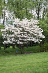 White Tree