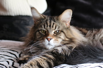 Maine Coom gato felino