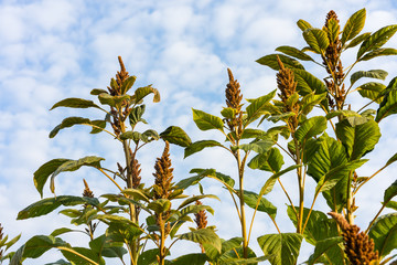 wheat plant with cloudy sky background low angle view in garden field