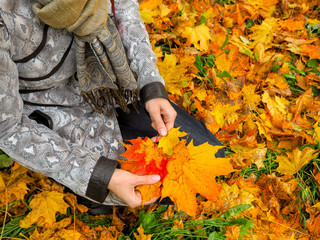 Beautiful woman in coat in the Park collects maple leaves. Woman collecting autumn leaves.
