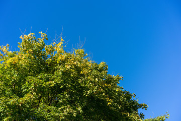 big green tree with clear blue sky background