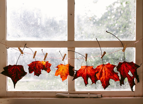 Bright maple leaves strung in front of a sunny window.