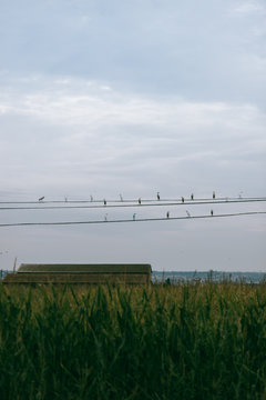 a group of birds sitting on wires