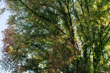 Obraz premium red green leaves leaf on tree in autumn fall season