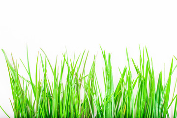 close-up of green grass isolated on white background with copy space. macro spring and summer border template floral.
