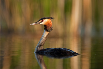 great crested grebe, podiceps cristatus, Czech republic