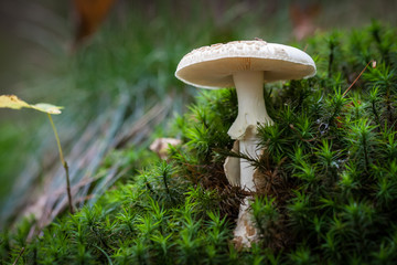 In The Woods 046