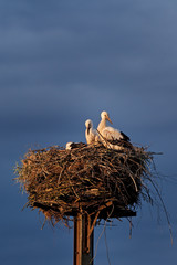 white stork, ciconia ciconia, Czech republic