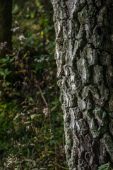 In The Woods 048