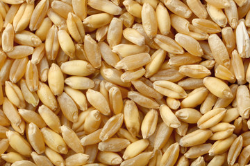 Ripe wheat grass seeds, closeup