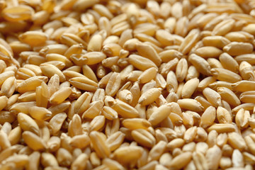 Ripe wheat grass seeds, closeup