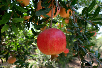 Pomegranates in the orchard