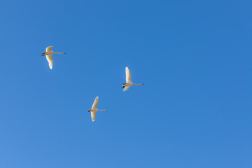 Whooper swans fly over in blue sky