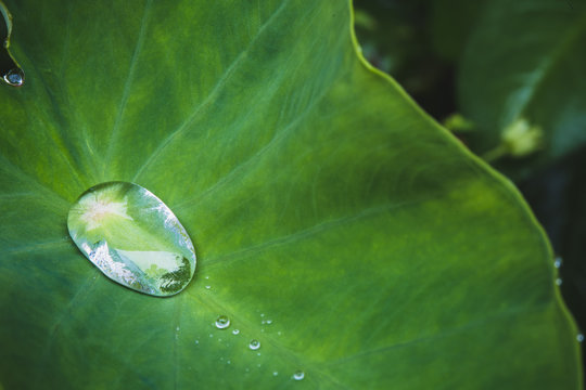 bead on the leaves