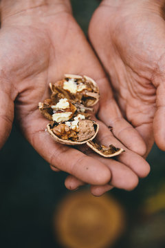 Hands holding cracked walnut