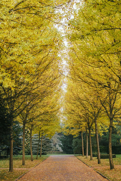 Row Of Autumn Trees