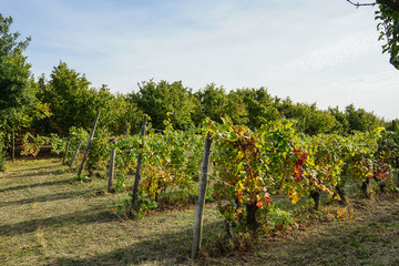 Vineyards around La Morra, Piedmont - Italy