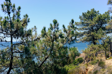 Green trees and bright sunny natural scenic blue sky background. Outdoors freedom recreation activities view