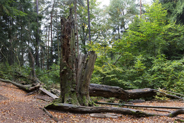 Wild autumn Landscape in the Czech Switzerland, Czech Republic