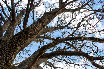 Detail of a majestic oak tree trunk