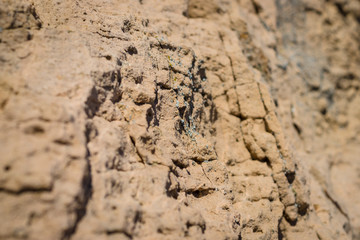 Sedimentary rock. Structure of natural stone. Background. Shallow depth of field. Focus on the center.